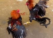Marak Judi Sabung Ayam di Pasangkayu, Diduga Ada Perlindungan Oknum: Tuntut Penegakan Hukum Tegas!