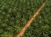 Diduga Langgar UU Perkebunan, PT Letawa Dianggap Operasikan Kebun Sawit Ilegal di Pasangkayu Selama 30 Tahun