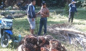 Kasus Pencurian Sawit di Pasangkayu Terungkap, Pelaku Belum Ditahan karena Tipiring