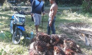 Dua Pencuri Buah Sawit di Pasangkayu Diamankan Polisi, Terungkap Berkat Ketelitian Pemilik Kebun