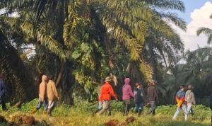 Warga Towiora Kembali Alami Intimidasi di Wilayah Sengketa dengan PT Lestari Tani Teladan