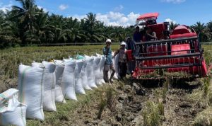 Petani Desa Patika Rasakan Manfaat Bantuan Combine Harvester dari Agus Ambo Djiwa