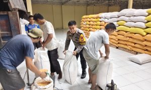 Bhabinkamtibmas Sarudu Antar Hasil Panen Jagung ke Bulog, Pastikan Harga dan Proses Pembayaran Aman