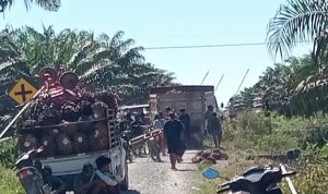 Aliansi Masyarakat Tawiora Bersatu Lakukan Panen di Luar HGU PT LTT, Situasi Sempat Tegang