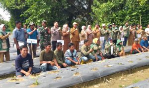 Dukung Ketahanan Pangan dan Tekan Inflasi, Bhabinkamtibmas Bambalamotu Hadiri Tanam Serentak Cabai dan Bawang Merah
