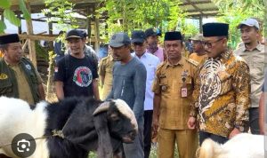 Capaian Gemilang Program Bantuan Kambing Pemprov Sulbar dalam Setengah Tahun, 25% Sudah Produktif  ‎