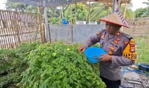 Program P2L Polsek Sarudu Berbuah Hasil, Panen Dibagikan ke Warga