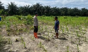 Dorong Ketahanan Pangan, Bhabinkamtibmas Polsek Baras Pantau Lahan Jagung di Desa Singgani