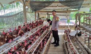 Bhabinkamtibmas Polsek Sarudu Sambangi Peternak Ayam di Benggaulu, Perkuat Keamanan dan Dukung Usaha Produktif Warga
