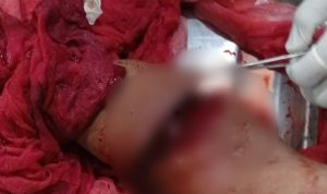 Sengketa Lahan di Tawiora Memanas, Tangan Masyarakat Aliansi nyaris Putus