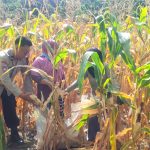 Semangat Ketahanan Pangan, Bhabinkamtibmas Polsek Banggae Panen Jagung Bersama Kelompok Tani Bunga Pussu