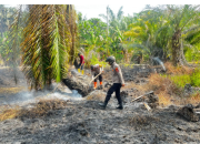 Si Jago Merah Lahap Kebun Warga di Lariang, Diduga Dipicu Puntung Rokok